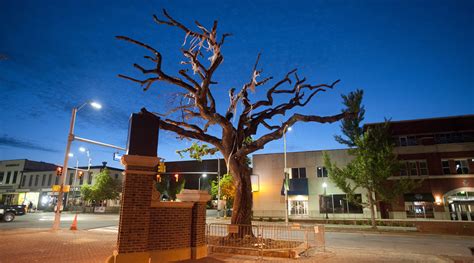 auburn poisoned trees radio|auburn university oak tree.